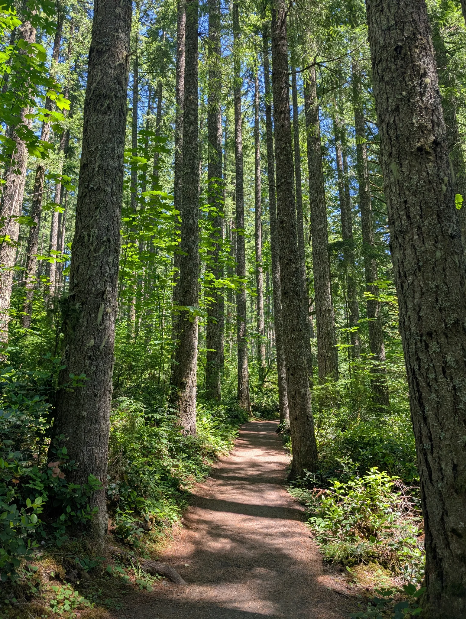 Hike in Silver Falls State Park