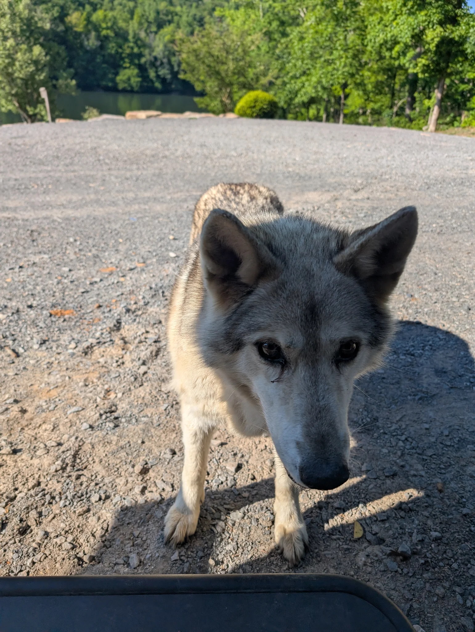 breakfast buddy, actual wolf at the door