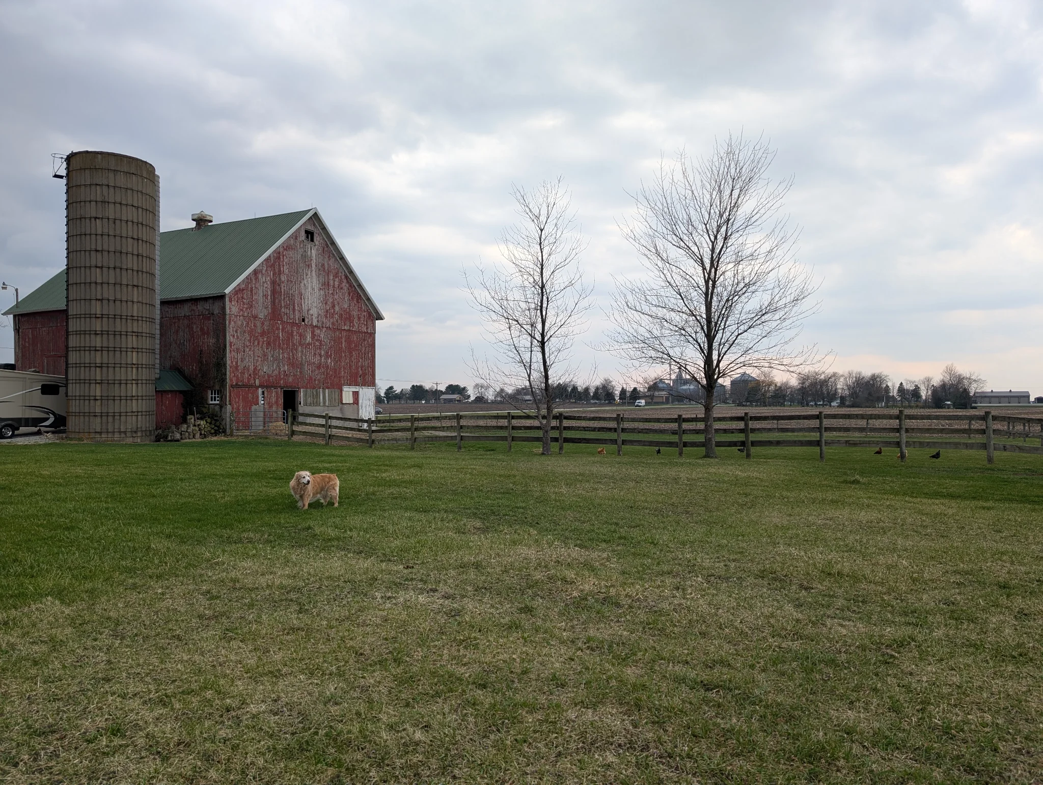 Cat snuggles & Dog Walks