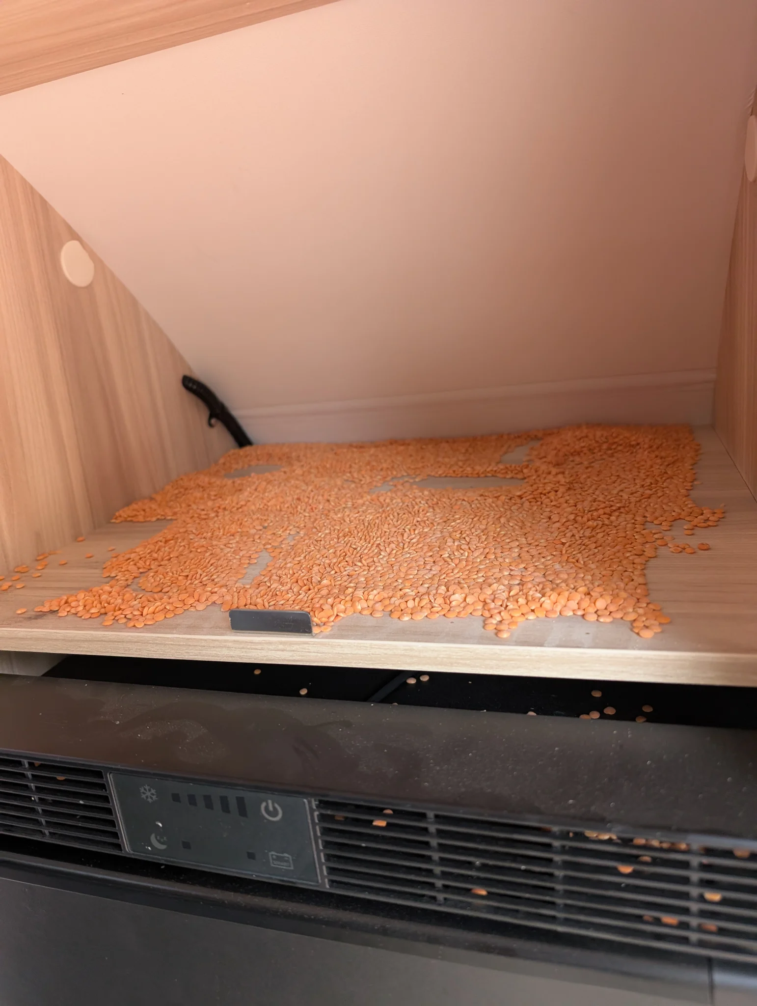 Minor Lentil Explosion