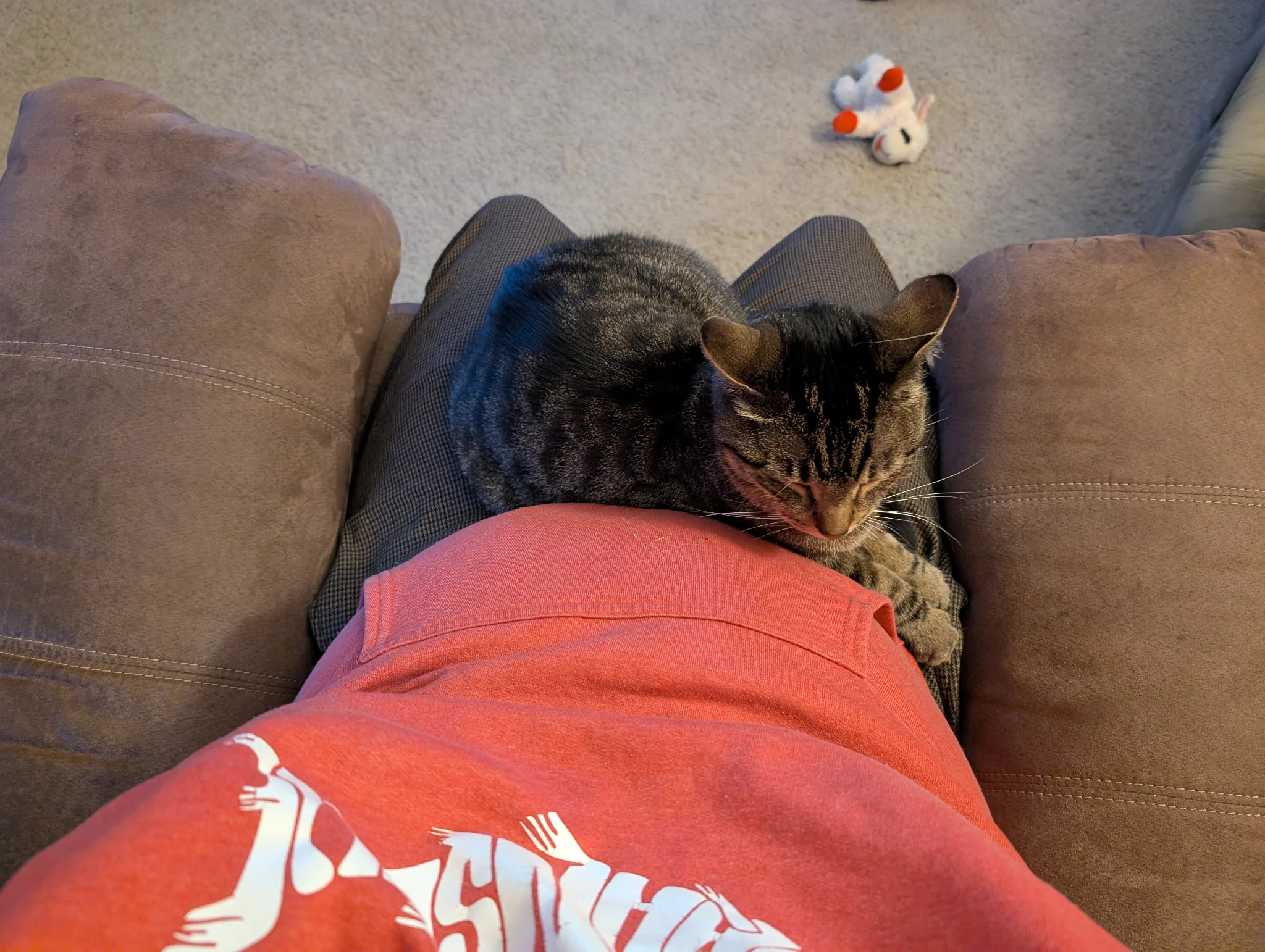 Cat snuggles & Dog Walks