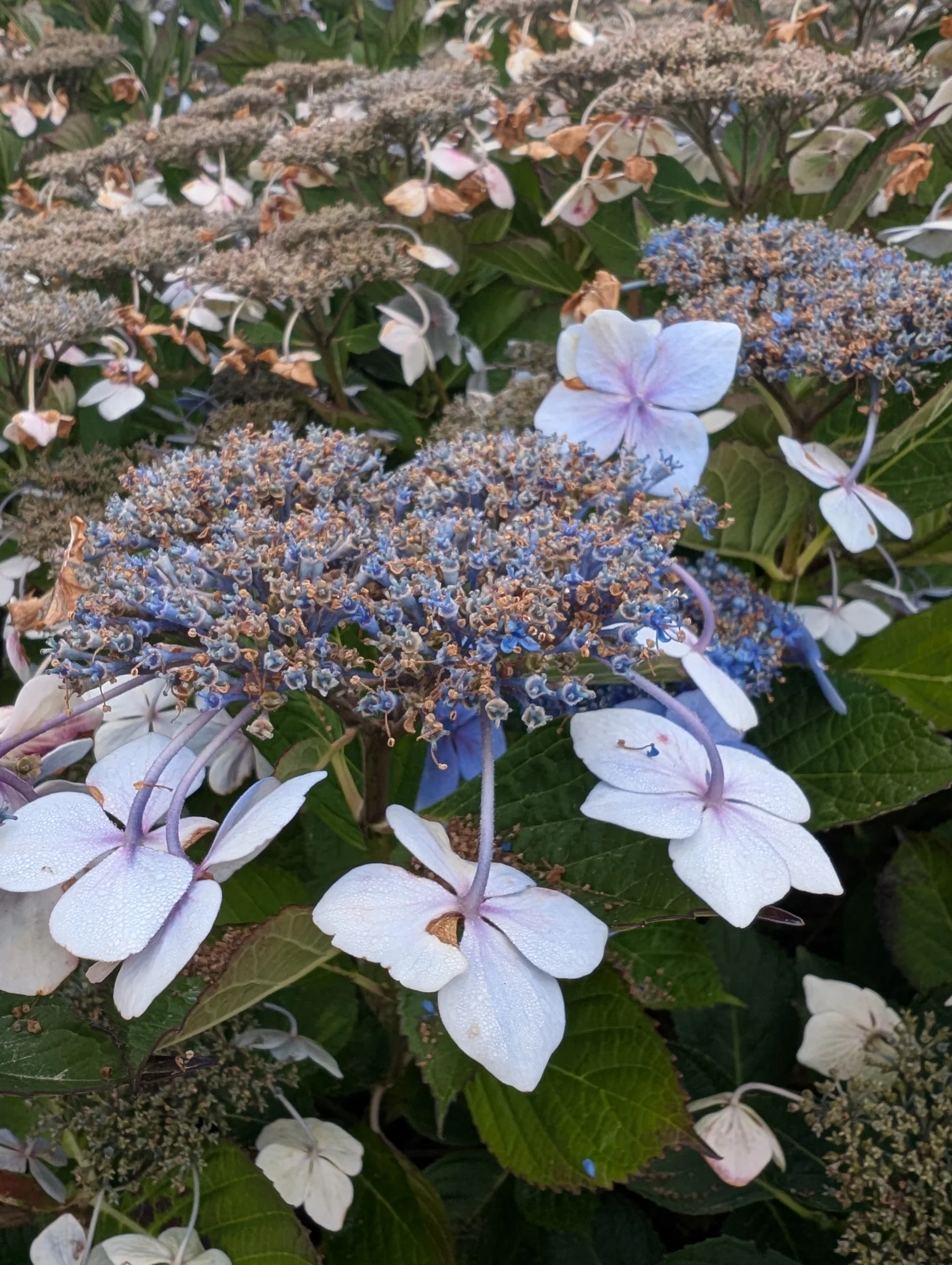 Fleurs