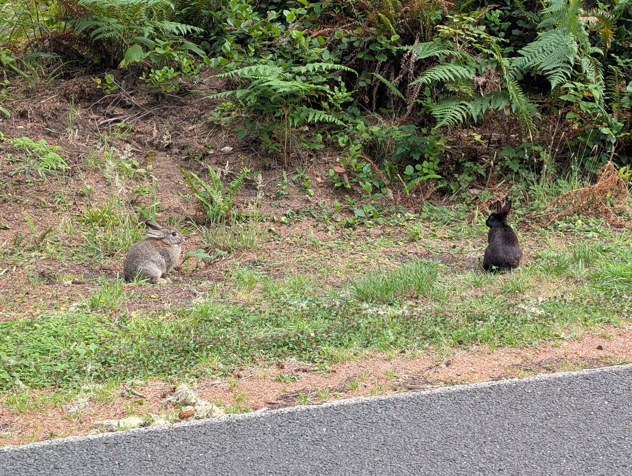 Oysterville has so many bun buns