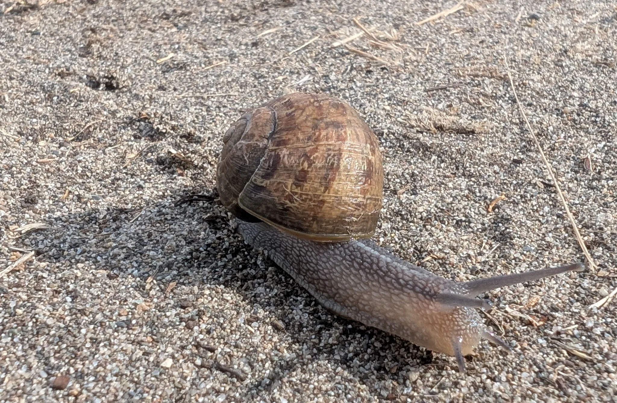 Fellow traveler