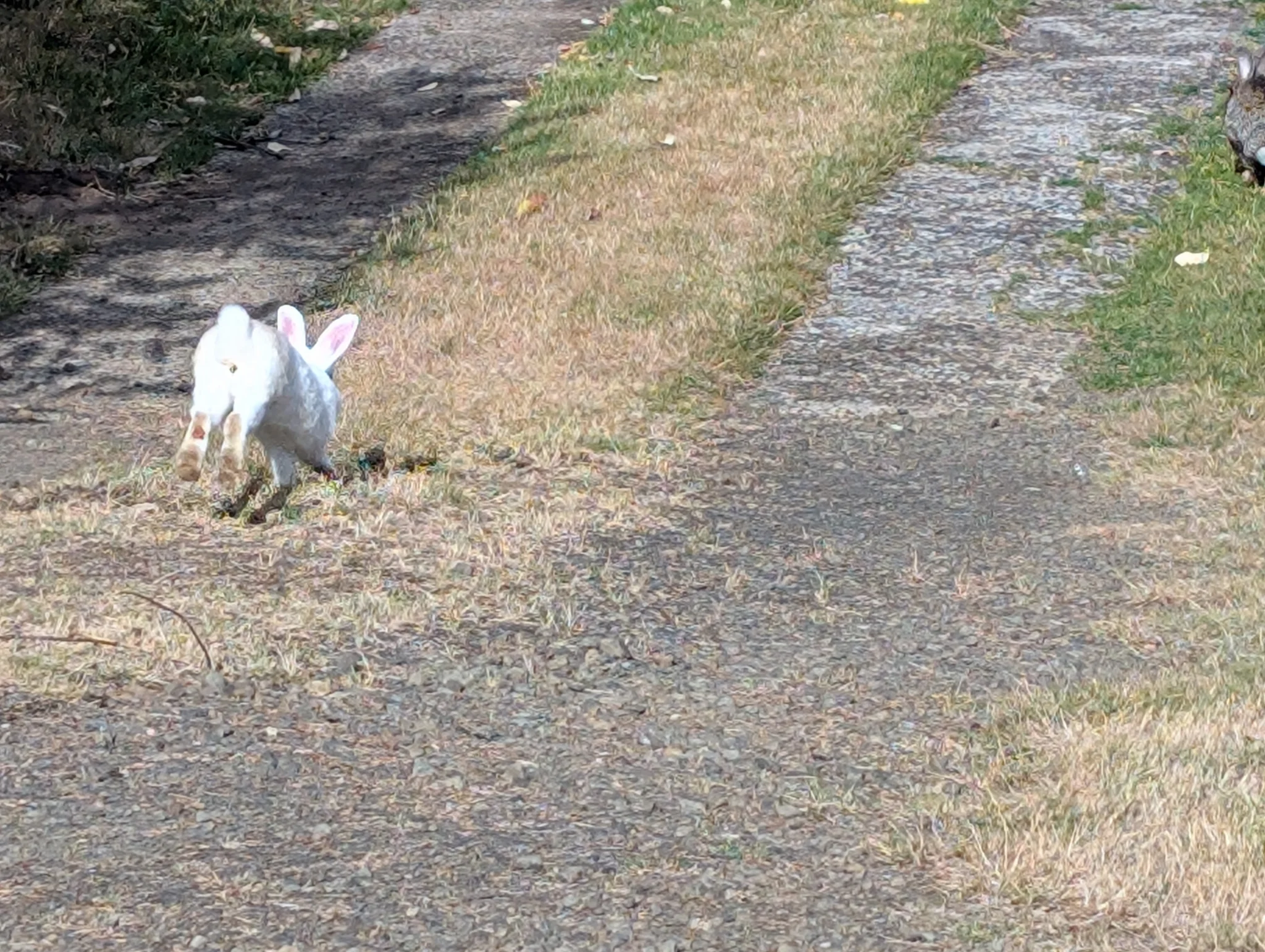 Oysterville has so many bun buns