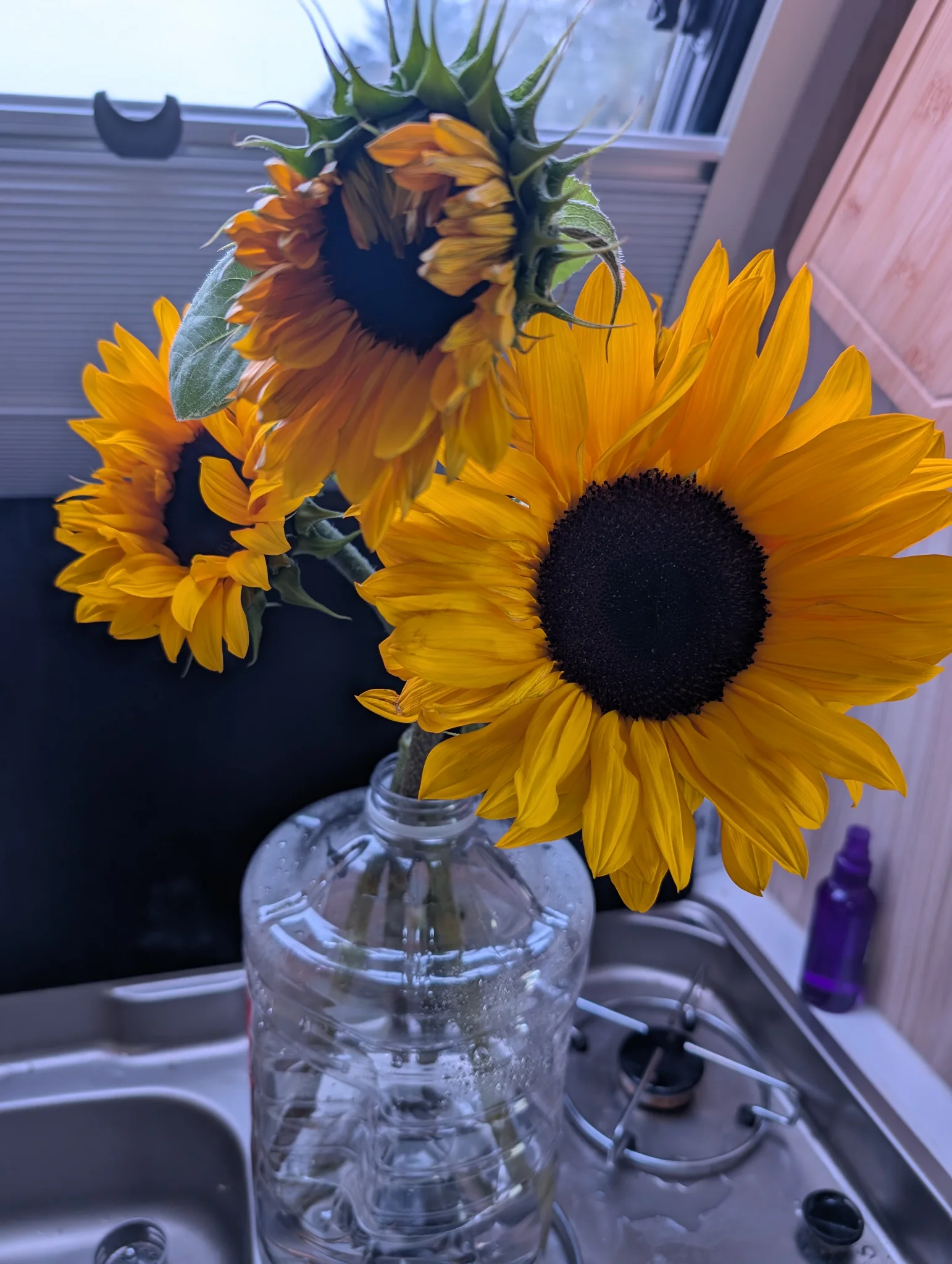 farmers market wins