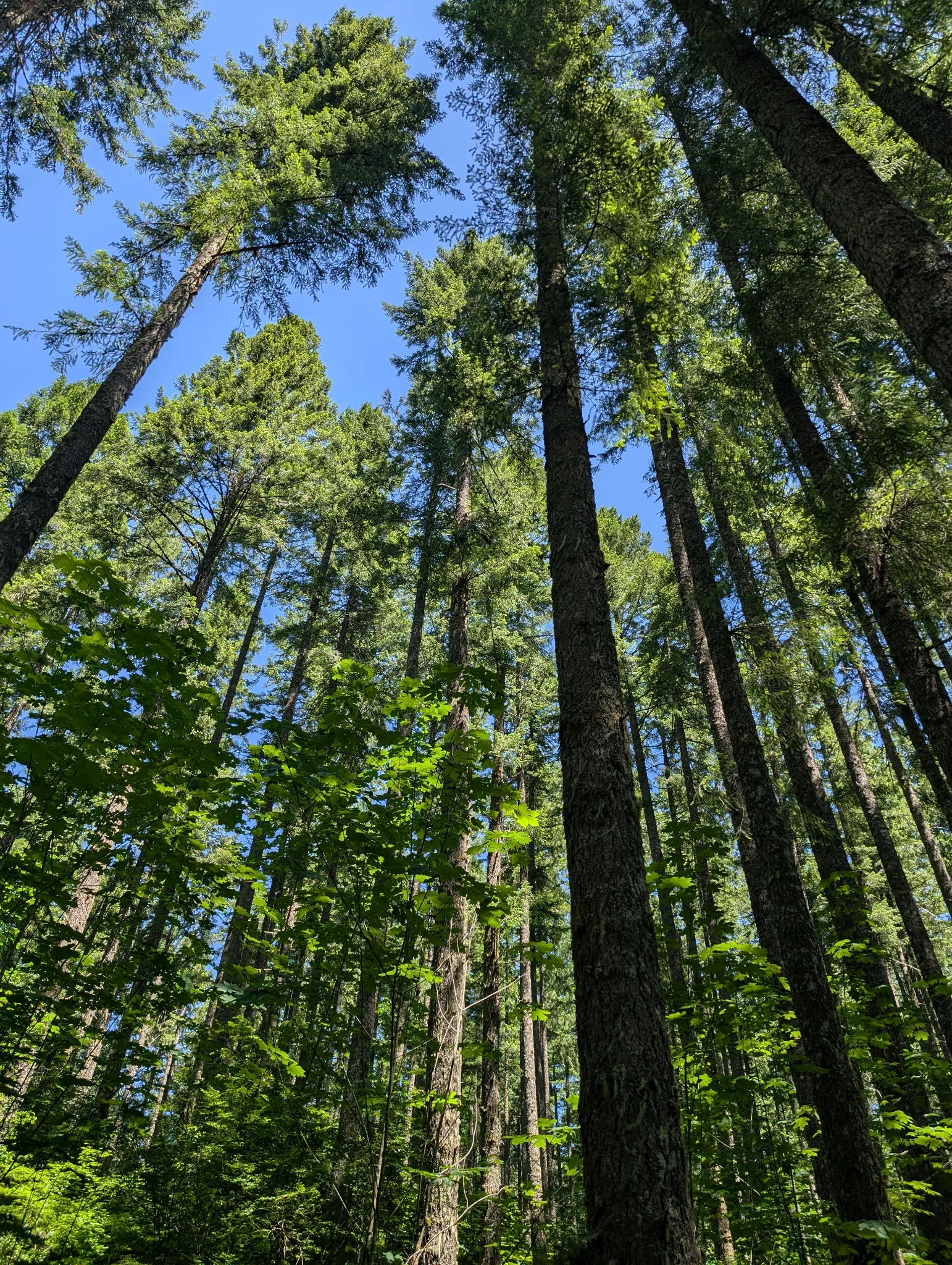 Hike in Silver Falls State Park