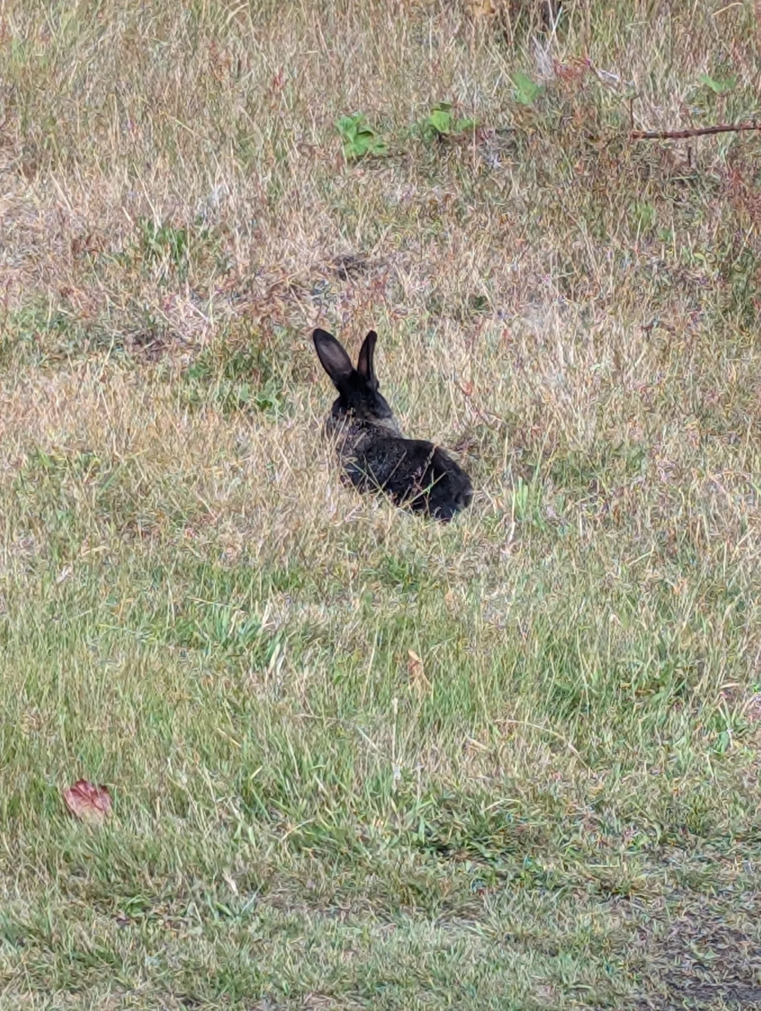 Oysterville has so many bun buns