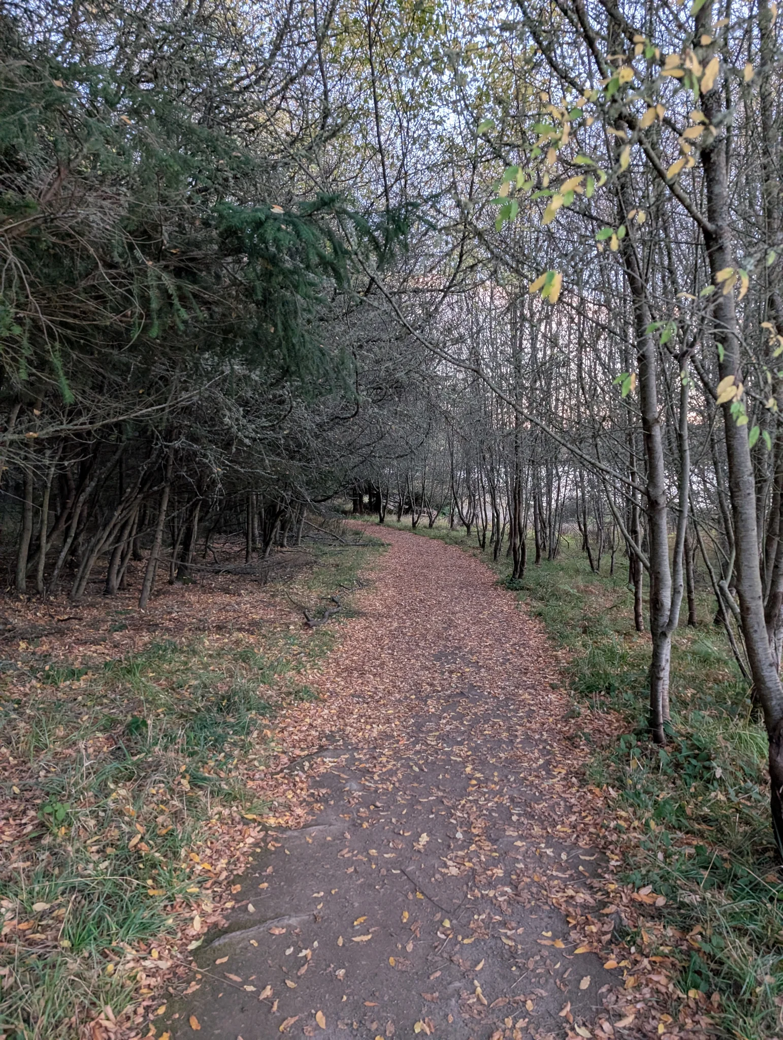 hikin