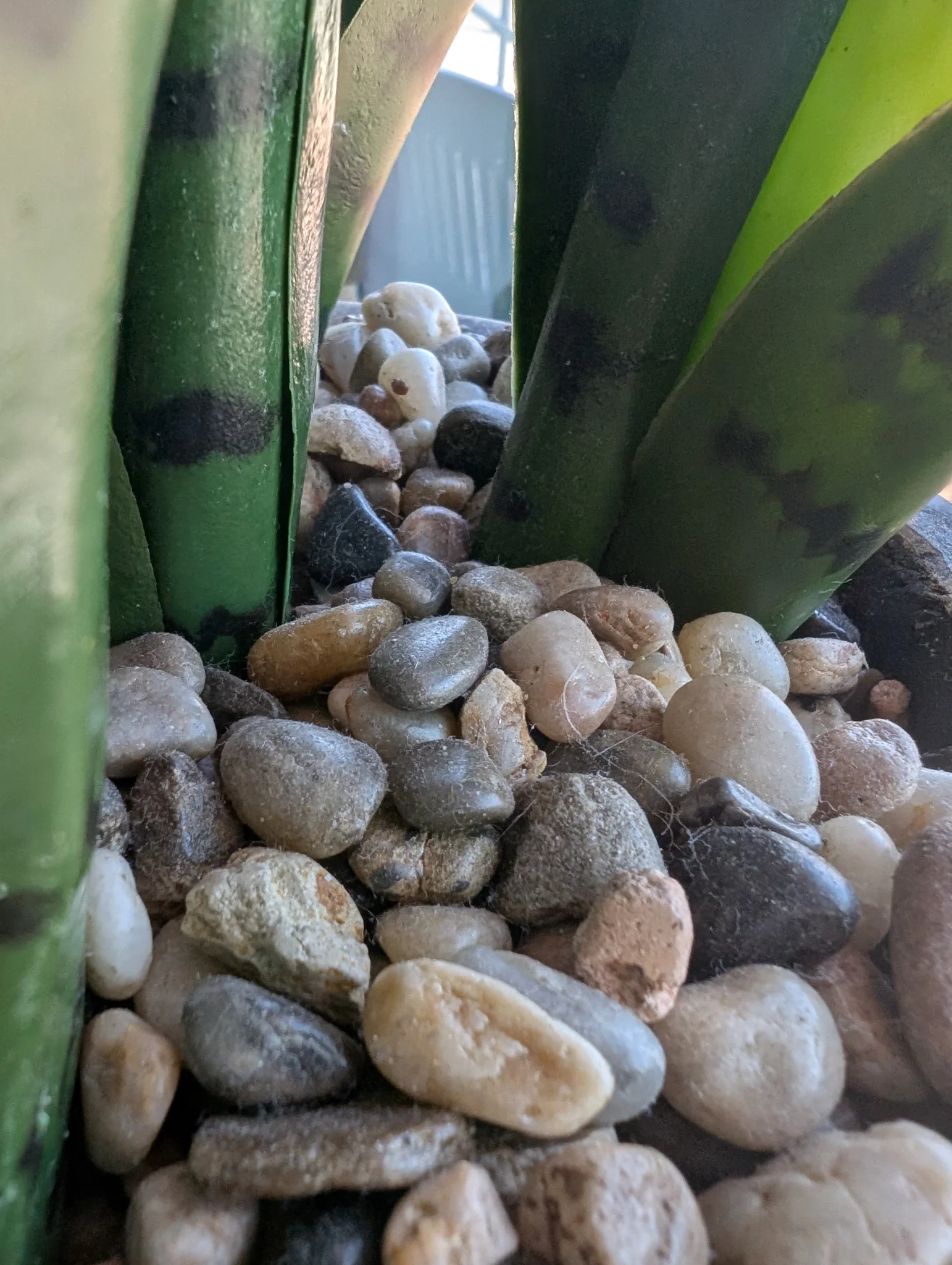 Amish Zen and Affirmation