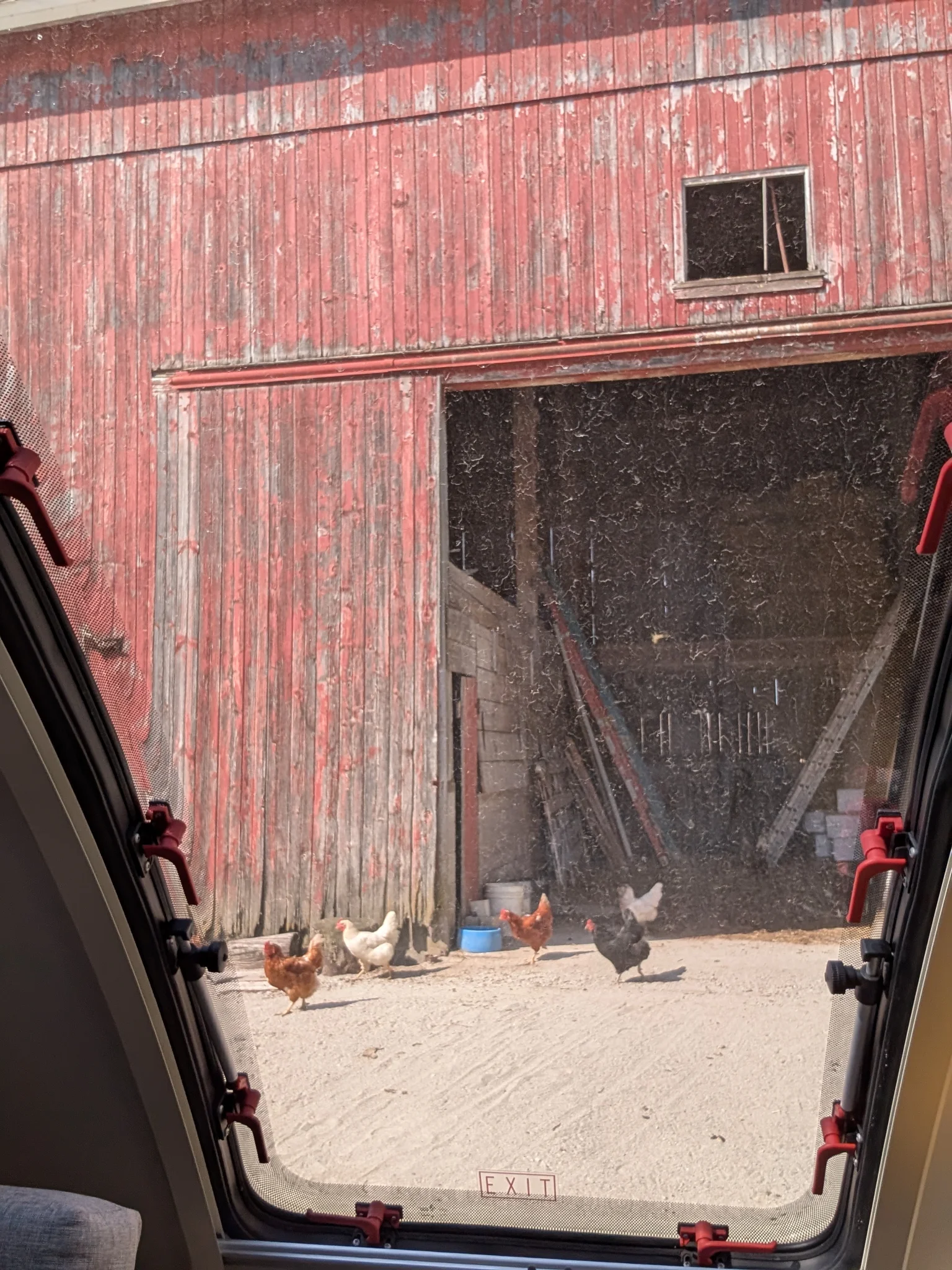 Morning Chicken Stampede