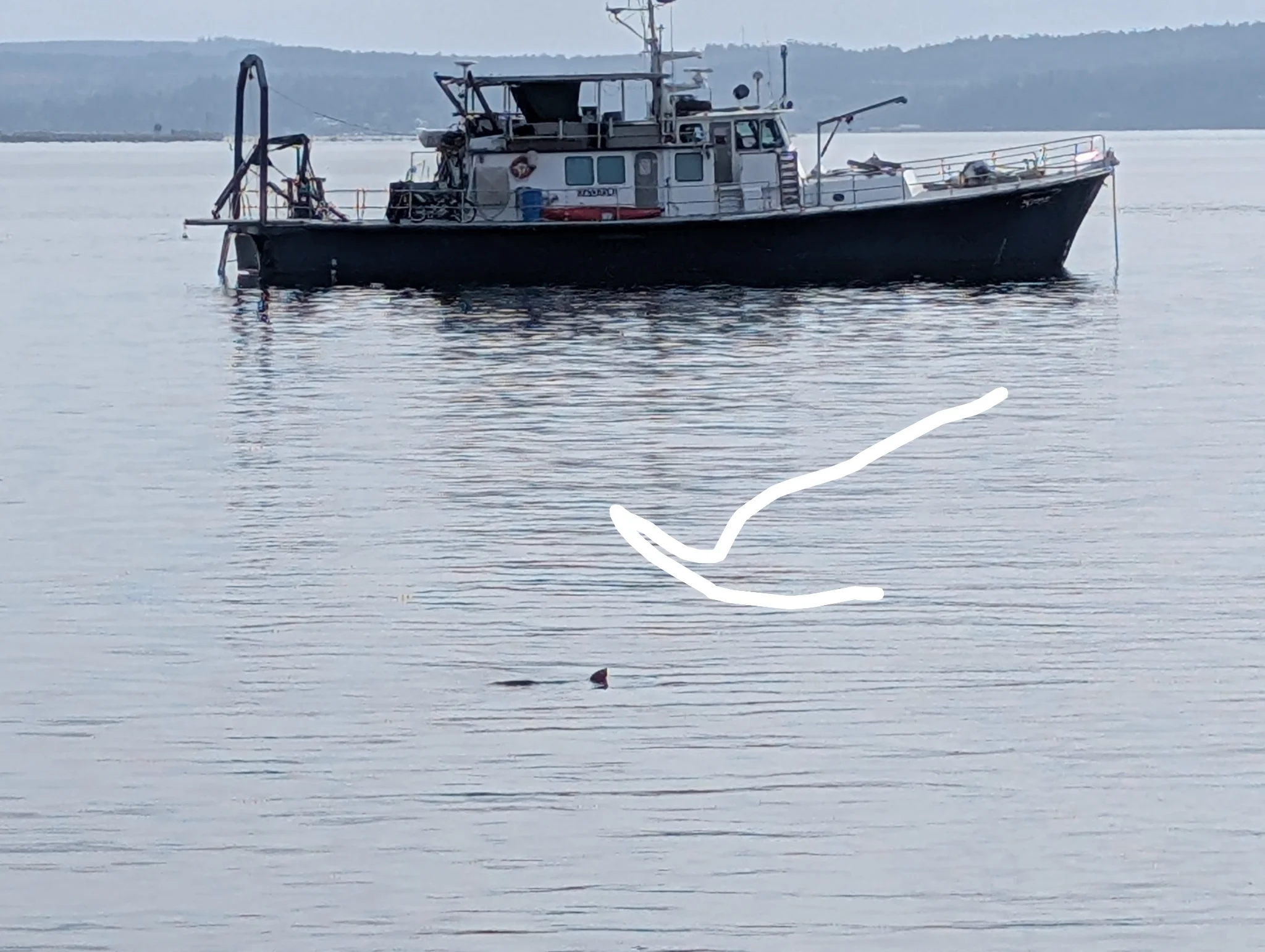 Find the sea otter ....
